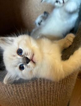 Heilige Birma Kitten - Kronach Zentrum