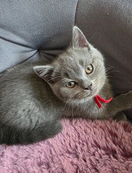 BKH Main Coon Mix - Germersheim