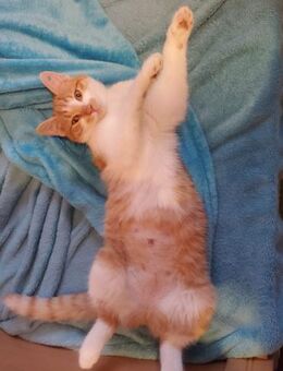 Unser zuckersüßes Fellknäuel Bonnie - Berlin