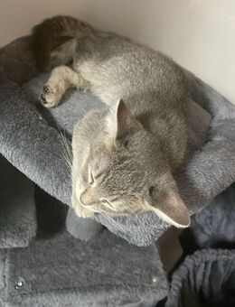 Britisch kurzhaar kitten - Berlin Marzahn-Hellersdorf