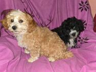 Süße SHIH-POO Welpen - Halle (Saale)
