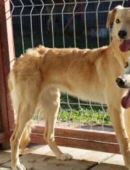 Köbes: Ein empfindsames Herz sucht - München