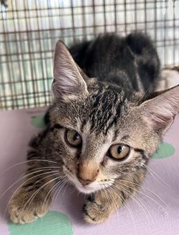 Lucy aus dem Tierschutz - Grevenbroich