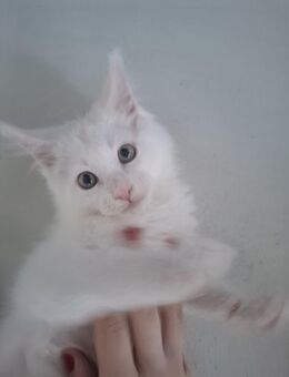 Süsse Maine Coons ab sofort!!! - Bremen