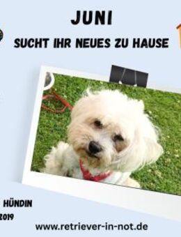 Juni sucht ihr Für-immer-Zuhause - Lippetal