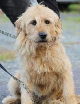 Bamboo - zutraulich u. kinderlieb - Lohra