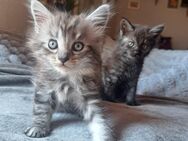Wunderschöne Edelmix Mädchen Maine Coon und Britisch Kurzhaar - Ludwigshafen (Rhein)