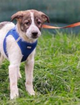 Littlefoot will hoch hinaus - München