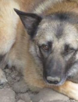 Rona braucht Ruhe 🐾 - Elsdorf (Nordrhein-Westfalen)