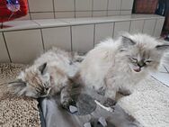 2 Reinrassige Perser.kitten - Warder