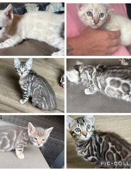 Bengal kitten ,,,,Snow Lynx ,, Silber ,, Blue ,,, Braun Mit Stammbaum - Dortmund