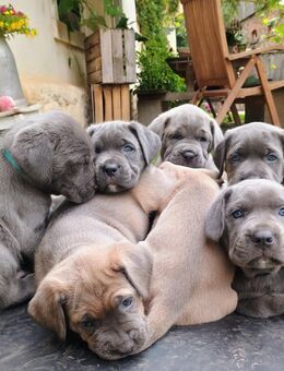 Cane Corso Welpen geboren am 02.07.2025 suchen ein liebevolles Zuhause - Hartenstein (Sachsen)