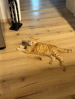 Süße Kitten abzugeben - Pfarrkirchen Zentrum