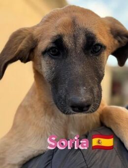 Soria - menschenbezogen und verspielt - Heppenheim (Bergstraße)