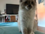 Süßes Langhaar-Katerchen ein Mix aus Britisch langhaar (BKH) und Perser - Frankfurt (Main) Bergen-Enkheim