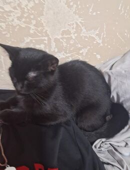 Hauskatze - Meckenheim
