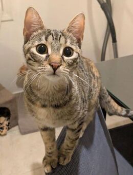 Lyka - die perfekte Begleiterin - Kirchheim (München)