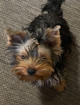 Yorkshire Terrier Mädchen - Alling