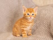 Main Coon Kitten Mix - Brachttal