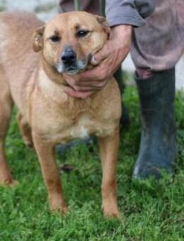 Lupi - kinderlieber Familienhund - Lohra