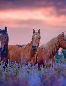 Papermoon Fototapete Häuser