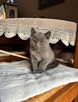 Britisch Kurzhaar Kitten Reinrassig - Mönchengladbach