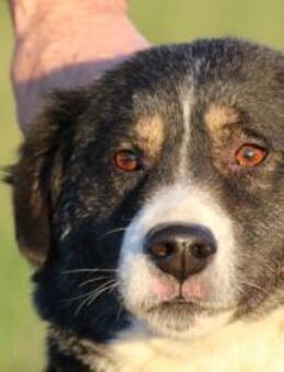 Tayto - zutraulich u. unkompliziert - Lohra