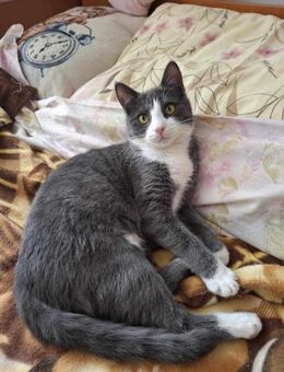 Katze POLYA: halbtot auf der Straße - Augsburg