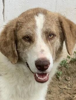 Baruso, geb. ca. 05/2020, GRIECHENLAND - Markdorf