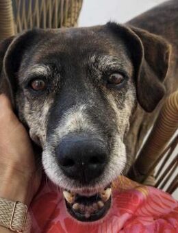 Eleana, lernwillige Hundedame, ca. 6 J - Vaterstetten