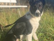 Border Collie Junghund - Barum (Landkreis Uelzen)