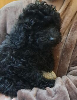 Zwergpudel - Kleinpudel Welpen suchen ein neues Zuhause - Geldern