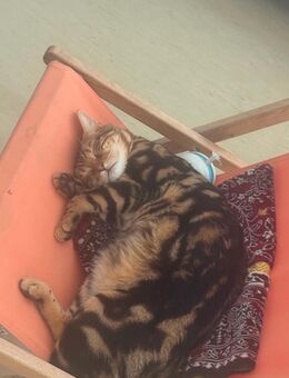 Bengal Deckkater Simba – kräftig, erfahren & reinrassig - Herford (Hansestadt)