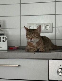 Katze sucht ein neues Zuhause - Hamburg