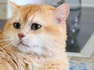 Goldener Kater by 12 BKH chocolate golden shell - Hof
