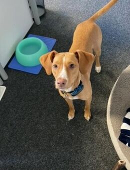 Islay -lebhaft und schüchtern- - Oldenburg