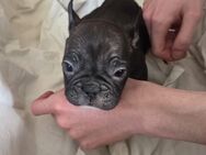 Französische Bulldoggen Welpen ab Abzugeben - Schöllkrippen