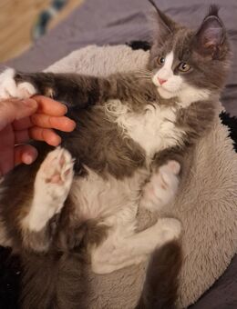 Reinrassiger Maine Coon Katerchen - Zweibrücken