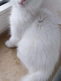 Maine-coon Mix Kitten - Nettetal