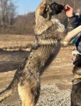 Bingo sucht seinen Hauptgewinn! - München