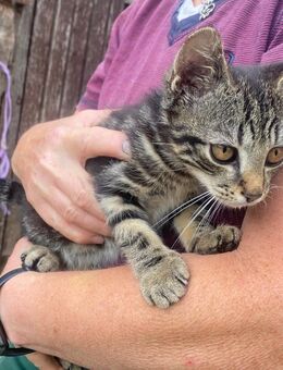 Liebes Katzenbaby Kater - Roigheim