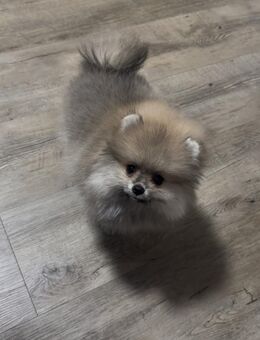 Pomeranian Hund - Aachen