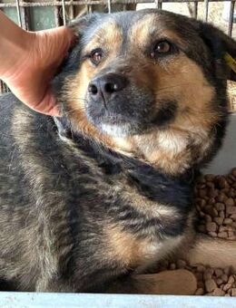 AXL ~ beobachtet aus seinem Futtertrog - Duisburg