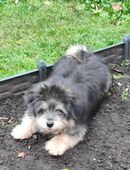 ein süßer Mischlingshund in 46342