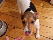 Jack Russell Welpen abzugeben - Putbus