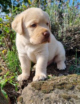 Labrador Welpen in der Farbe chocolate und blond vom Züchter - Obrigheim