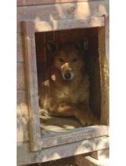 Samura Pflegestelle oder Zuhause gesuc - Oberwies