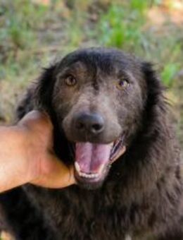 HARDY - intelligent und sozial - Overath