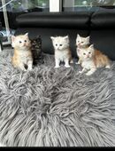Maine Coon Kitten in 53947