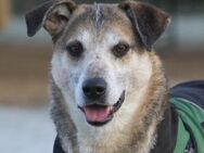 Rudi Partner fürs Leben gesucht! - München